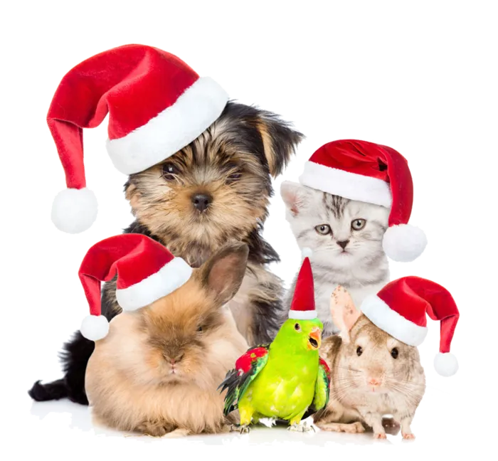 圣诞节动物一家