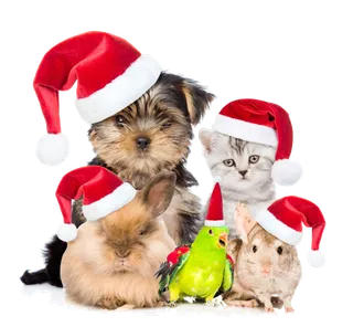 圣诞节动物一家