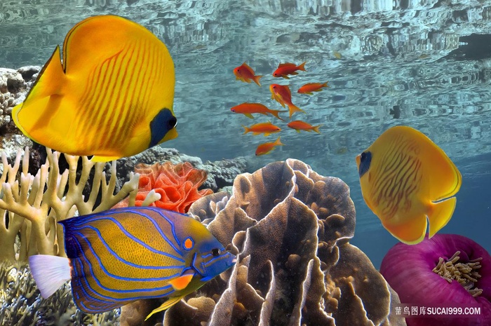 观赏鱼摄影图片