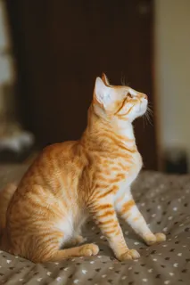 可爱猫咪猫猫摄影素材 可爱猫咪猫猫摄影素材