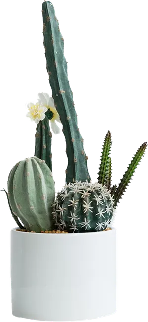 仙人球植物盆栽
