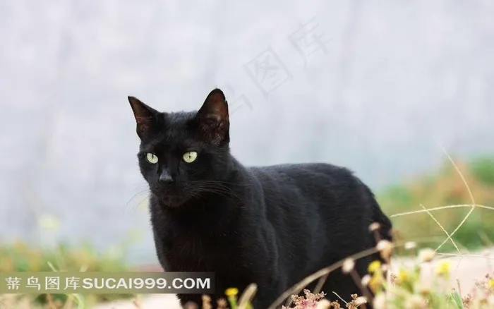 黄眼睛的黑猫