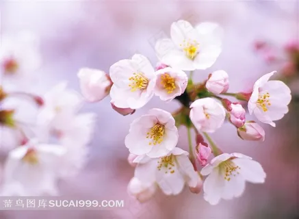 美丽的樱花图片 美丽的樱花图片