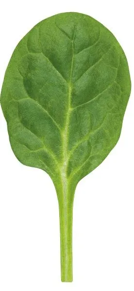 菠菜免抠(276x600)