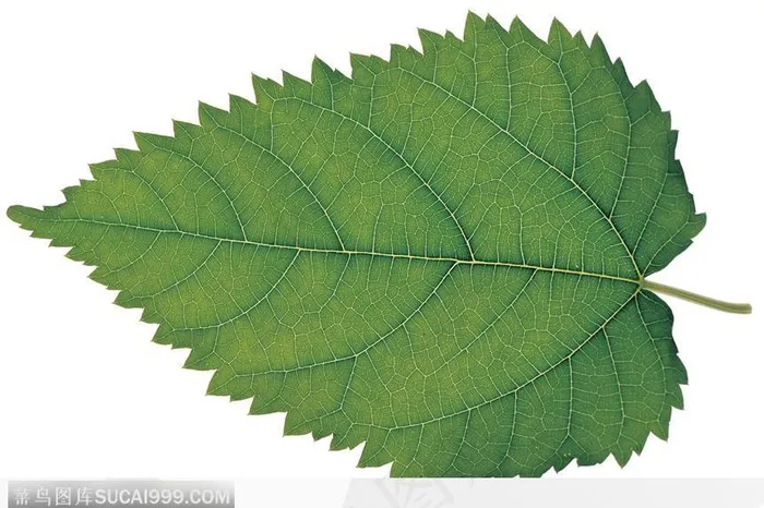 叶脉（叶片）