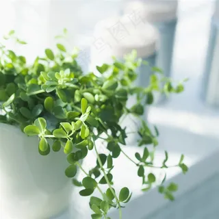 淡雅花卉素材 淡雅花卉素材
