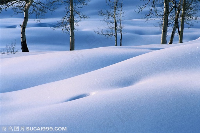 北方树林雪景摄影素材