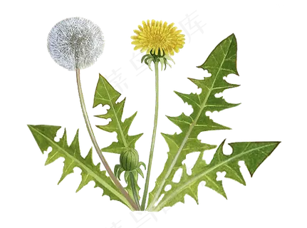 手绘草本中药药材