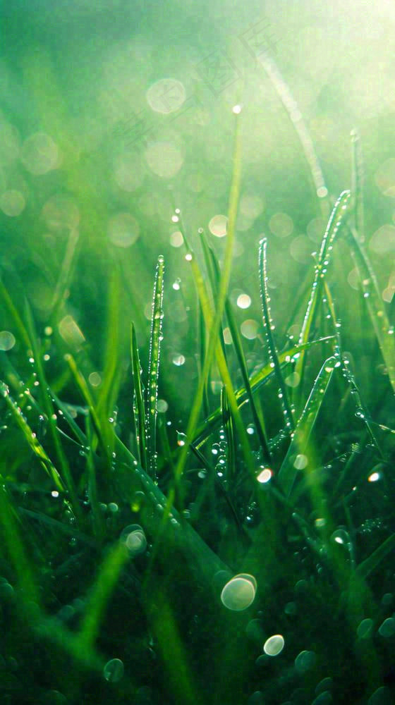 春天草地雨水雨露露珠绿草清新，谷雨雨水惊蛰白露摄影图(816x1456)