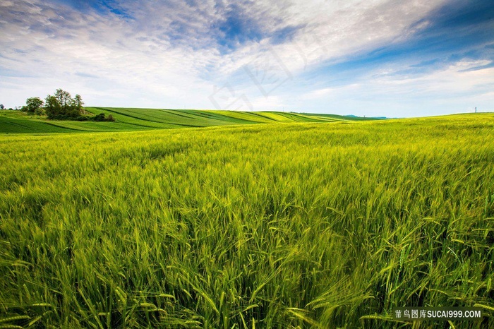 大麦田农村田野阳光灿烂的日子