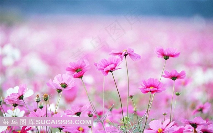 唯美粉红色花海鲜花图片