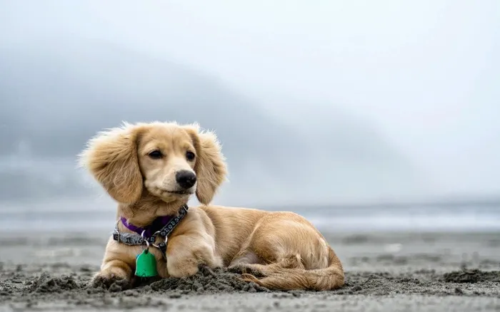 狗狗在海边