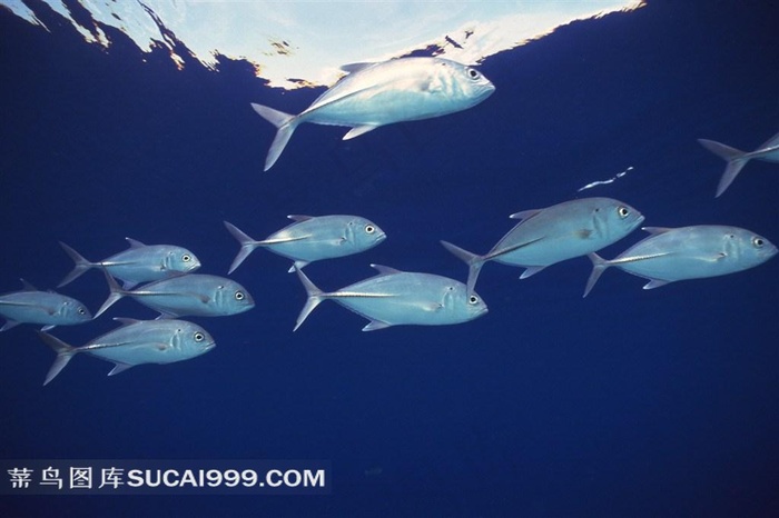 海洋生物深海鱼群高清摄影美图