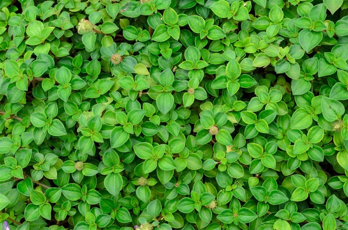 树叶系列 - 美丽青翠的叶子