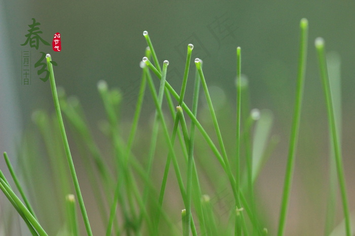 二十四节气春分图片