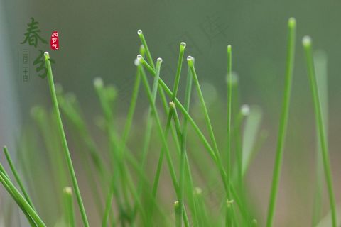 二十四节气春分图片
