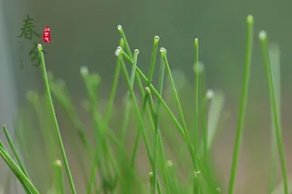 二十四节气春分图片