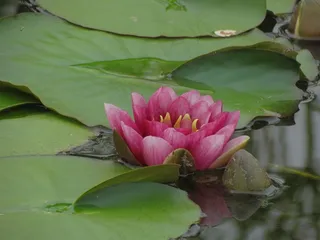 睡莲花朵盛开图片