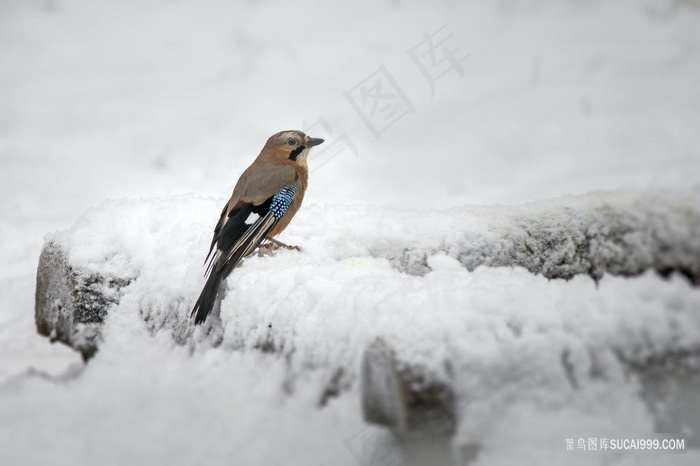 雪地里的画眉鸟图片