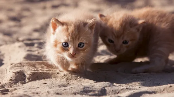 两只可爱宠物猫图片 两只可爱宠物猫图片