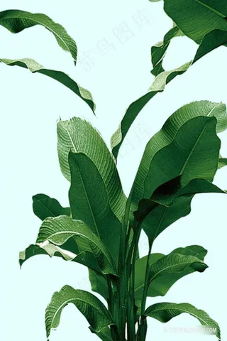 植物绿叶水彩插画