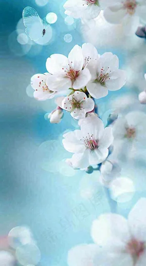 春天清新白色鲜花树枝，文艺新鲜浪漫摄影图