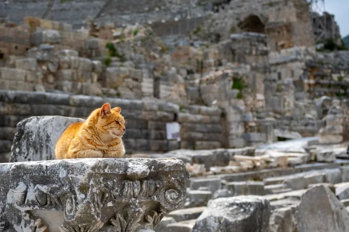 可爱猫咪猫猫摄影素材