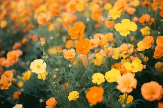 黄色橙色的花朵花海摄影图