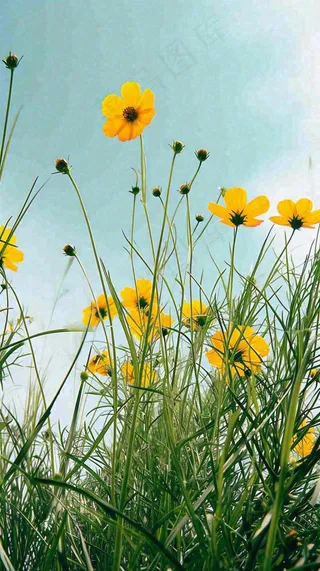 春天小黄花花朵阳光蓝天白云清新，立春惊蛰春分摄影图