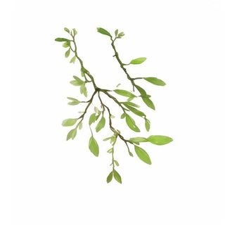 树枝 绿叶免抠