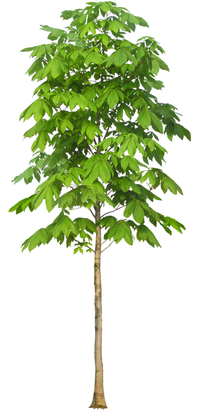 高清树木素材 免抠PSD植物素材 美术绘画园林贴图 树草灌木花草