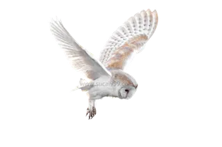 猫头鹰|展翅飞翔|白色