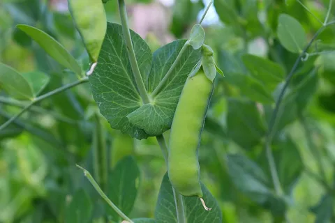 扁豌豆图片 扁豌豆图片