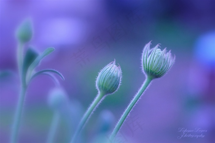 唯美含苞待放的鲜花图片