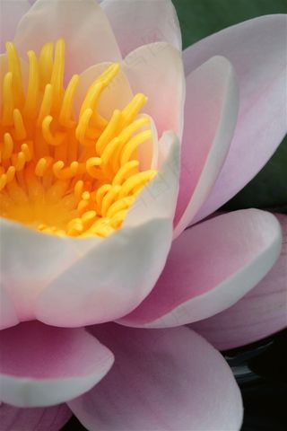 唯美睡莲鲜花图片