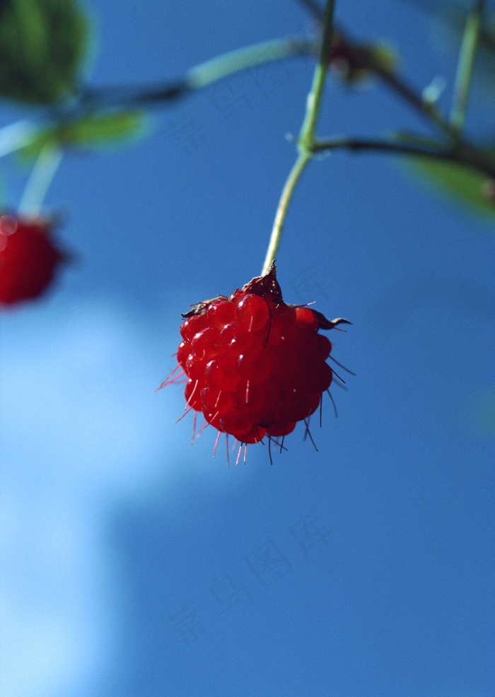 花草特写 636