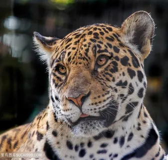 唯美野生动物忧愁的豹子图片 唯美野生动物忧愁的豹子图片