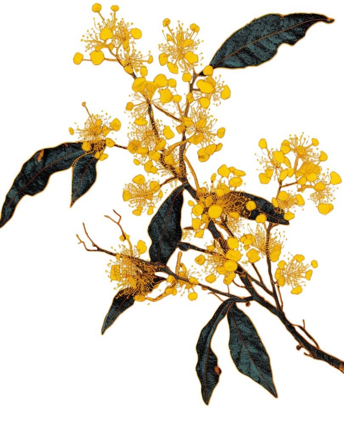 桂花手绘(960x1184)