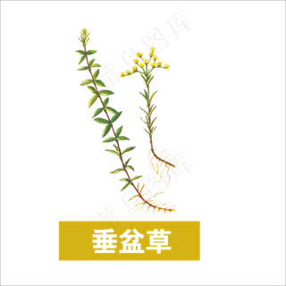 手绘草本中药药材垂盆草