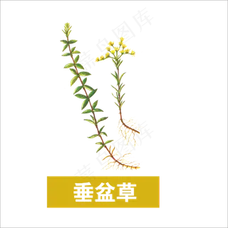 手绘草本中药药材垂盆草