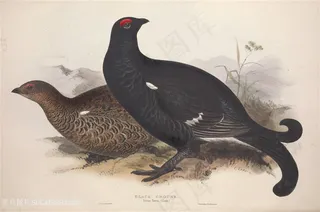 高清手绘鸟类水彩插画