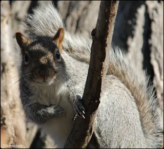 松鼠可爱动物园动物设计素材森林野生