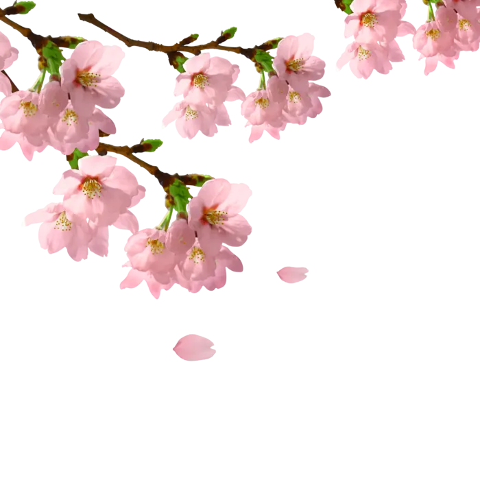 春天浪漫粉红色樱花手绘樱花梅花桃花花朵图片PNG免扣素材