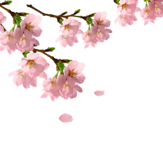 春天浪漫粉红色樱花手绘樱花梅花桃花花朵图片PNG免扣素材