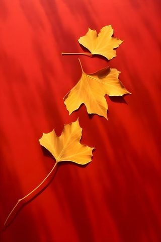 红色秋叶大气背景