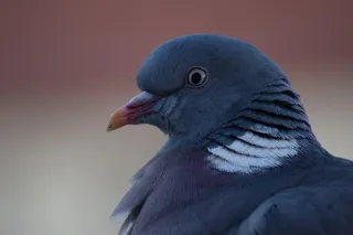 灰鸽子头部特写图片