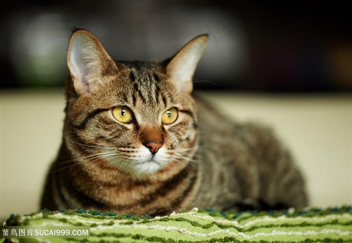 毯子上的萌猫咪图片