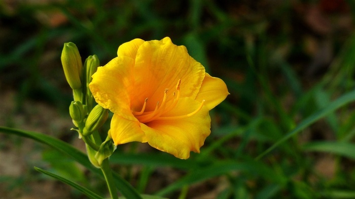 鲜花系列萱草花大图