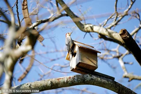 动物世界-树枝上的小鸟 动物世界-树枝上的小鸟
