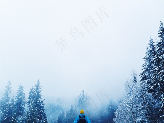 被大雪覆盖的松树林摄影大图